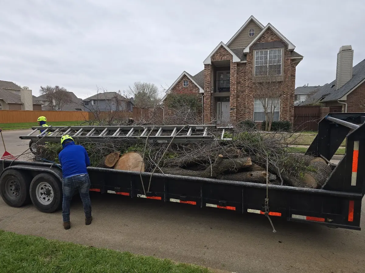 Expert Tree Removal with proper safety equipment in Woodbine